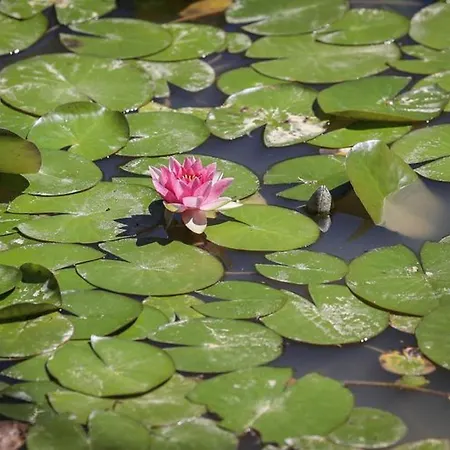 2 Avec Terrasse Aux Achards - Api-1-52-686 Les Achards (Vendee)