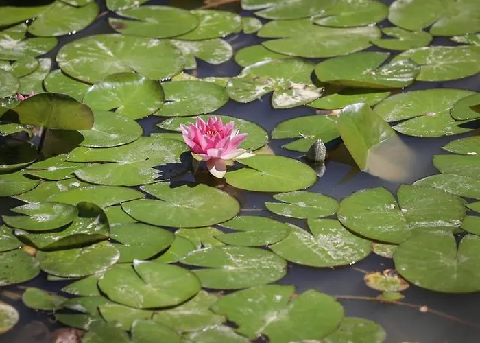 2 Avec Terrasse Aux Achards - Api-1-52-686 Les Achards (Vendee)